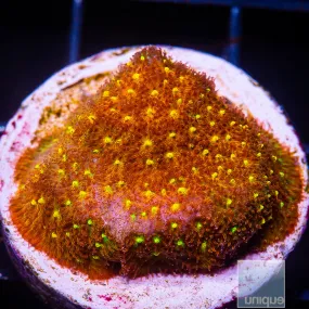 Psammacora sp. Orange Psammacora- WYSIWYG Frag LPS